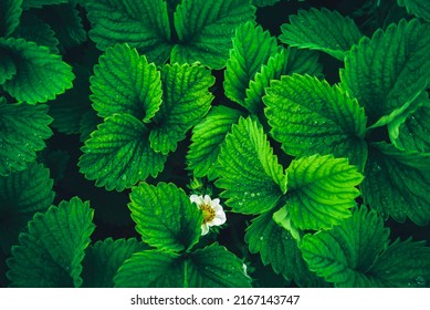 Dark green leaves in dew, natural background of nature. Strawberry flower. Texture of the leaves. Leaves green background. - Powered by Shutterstock