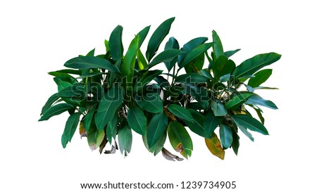 Dark green leaves of Heliconia the tropical foliage plant bush growing in wild isolated on white background, clipping path included.