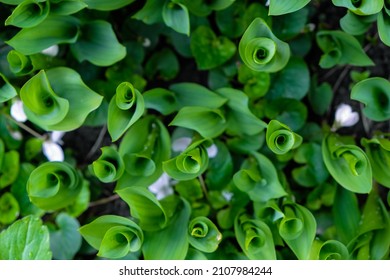 Dark Green Leaves Of Lily Of The Valley. Fibonacci Spiral In Nature. Top View. Selective Focus.