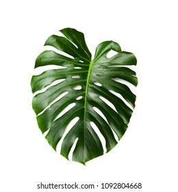 Dark Green Leaves Monstera Isolated On Stock Photo 1092804668 ...