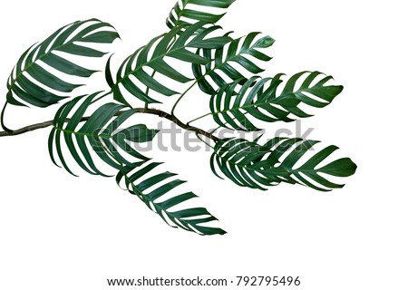 Dark green leaves of Monstera philodendron plant growing in wild, the tropical forest plant, evergreen vine isolated on white background, clipping path included.
