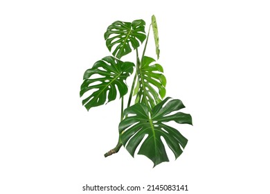 Dark Green Leaves Of Monstera Or Split Leaf Philodendron (Monstera Deliciosa) Tropical Foliage Plant Growing In Forest Isolated On A White Background, Monstera Deliciosa Plant Leaves. Web Designs. 