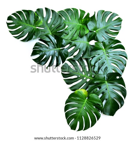 Dark green leaves monstera or split leaf philodendron the symbolic unique of tropical paradise jungle large leafs foliage plant growing in wild Swiss Cheese Plant isolated on white with clipping path.