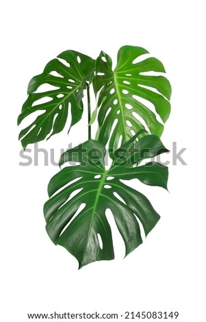 Dark green leaves of monstera or split leaf philodendron (Monstera deliciosa) tropical foliage plant growing in forest isolated on a white background, Monstera Deliciosa plant leaves. web designs. 