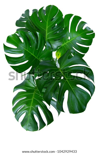 Dark Green Leaves Monstera Split Leaf Stock Photo Edit Now