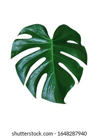 Dark Green Leaves Monstera Splitleaf Philodendron Stock Photo ...