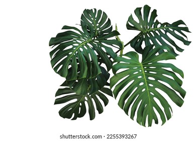 Dark green leaves of monstera or split-leaf philodendron (Monstera deliciosa) the tropical foliage plant bush popular houseplant isolated on white background, clipping path included. - Shutterstock ID 2255393267