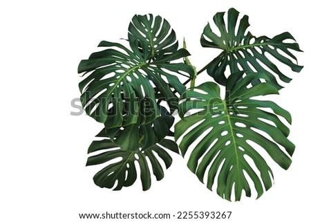 Dark green leaves of monstera or split-leaf philodendron (Monstera deliciosa) the tropical foliage plant bush popular houseplant isolated on white background, clipping path included.