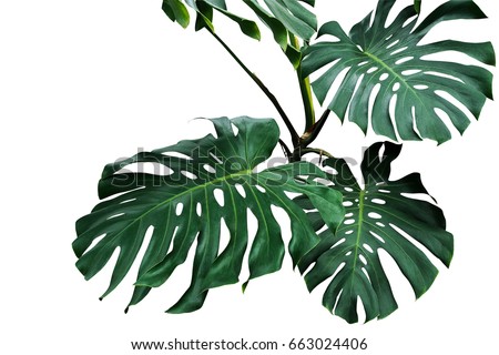 Dark green leaves of monstera or split-leaf philodendron (Monstera deliciosa) the tropical foliage plant growing in wild isolated on white background, clipping path included.