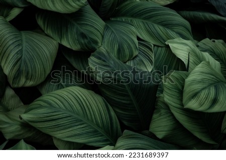 Dark green leaves in the park background image