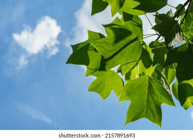 Dark green leaves of a tulip tree against the blue sky in focus edged with blurred green leaves in sunlight. Nature concept for design
