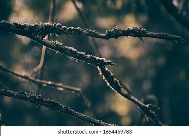 Dark Green Moss In Swedish Forest