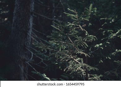 Dark Green Moss In Swedish Forest