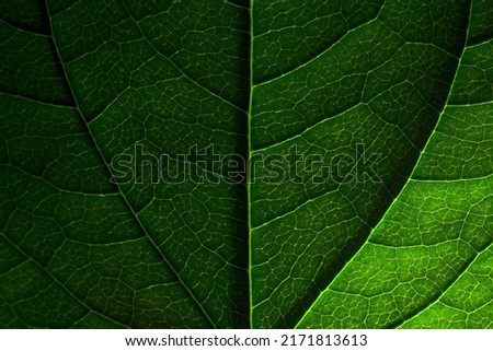 Dark green natural background. Jasmine leaf close-up with clear texture and shadows.
