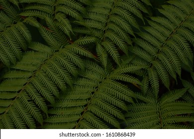 Dark green New Zealand silver fern leaves background
