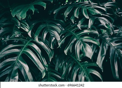 Dark Green Palm Foliage Background, Tropical Jungle Leaves