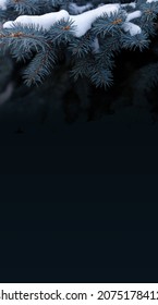 Dark green pine tree branches with snow on dark background. Vertical banner.