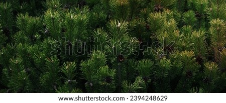 Dark green pine tree branches wide background, Scrub mountain pine closeup