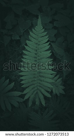Dark green tone tropical plant background.16:9 mobile phone wallpaper