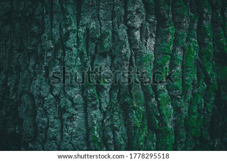Dark green tree bark texture for background. Beautiful green wallpaper. Moss on the bark of a tree.