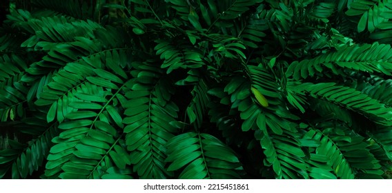 Dark green tropical leaf group background panoramic background concept of nature - Shutterstock ID 2215451861
