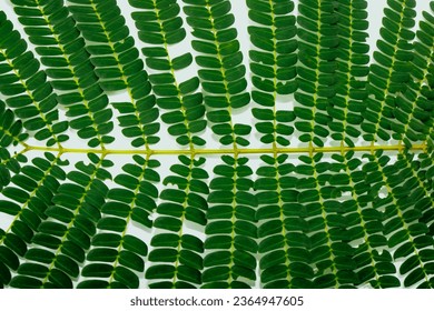 Dark green tropical leaves isolated on white background. - Shutterstock ID 2364947605