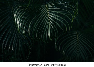 Dark Green Tropical Palm Leaves Dark Stock Photo 2159886883 | Shutterstock