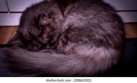 A Dark Grey Angora Cat Sleeps Isolated. Selective Focus.