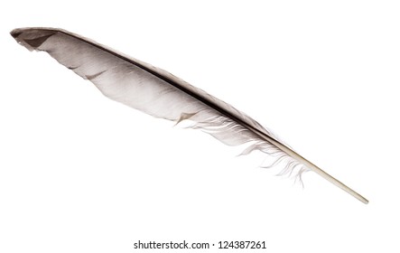 Dark Grey Feather Isolated On White Stock Photo (Edit Now) 124387261