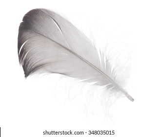 Dark Grey Feather Isolated On White Stock Photo 348035015 | Shutterstock