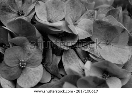 Dark grey hydrangea flowers background pattern texture design.Closeup.nature.isolated.Shades of gray.Blooming hydrangea petals.Delicate color blossom petals bg smoke ash dove pewter graphite shadow iron lead pebble fossil vintage Monochrome black white grey flowers. Sadness death of a loved one condolences funeral depression, seasons of life concept.