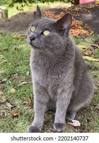 Dark Grey Stray Cat With Glowing Greenish Yellow Eyes Staring At The Camera