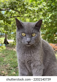 Dark Grey Stray Cat With Glowing Greenish Yellow Eyes Staring At The Camera