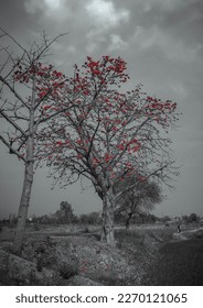 Dark grey tree with red red leafs sky is raining view 