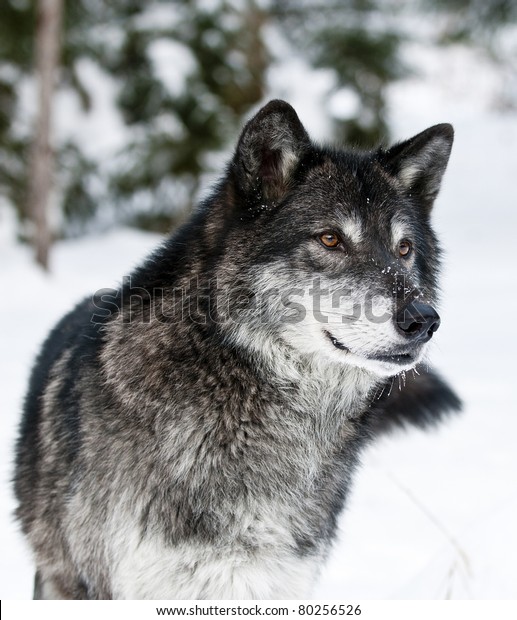 冬の濃い灰色のオオカミ の写真素材 今すぐ編集