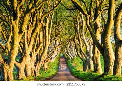 Dark Hedges, Co. Antrim, Early Morning Sunlight Landscape Format