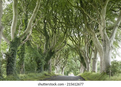 Dark Hedges, County Antrim, Northern Ireland