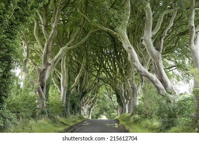 Dark Hedges, County Antrim, Northern Ireland