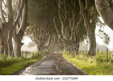 Dark Hedges, County Antrim, Northern Ireland