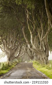 Dark Hedges, County Antrim, Northern Ireland