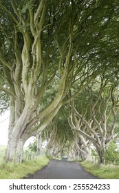 Dark Hedges, County Antrim, Northern Ireland