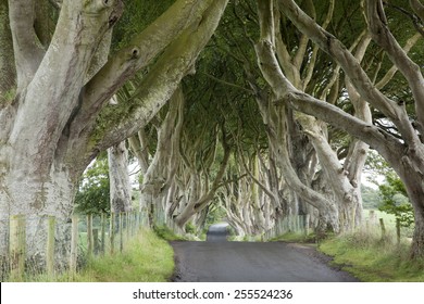 Dark Hedges, County Antrim, Northern Ireland