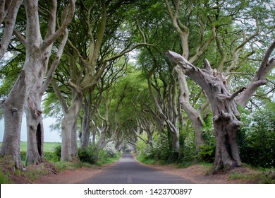 Dark Hedges Game Of Thrones Stock Photos Images Photography