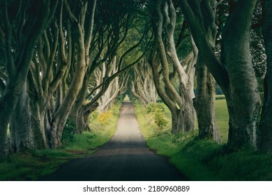 The Dark Hedges. North Ireland.  County Antrim.