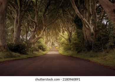 The Dark Hedges. North Ireland.  County Antrim.