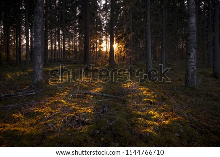 Similar – Image, Stock Photo Pine forest against the light