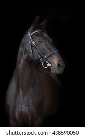 Dark horse portrait on black background