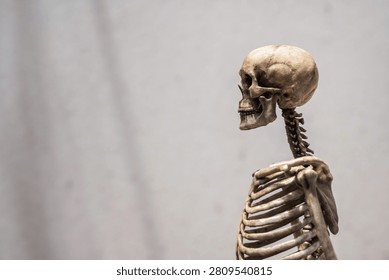 Dark Human skeleton model with skull and rib cage on grey old concrete wall background there is light falling on it with copy space.