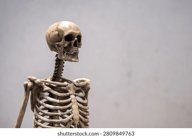 Dark Human skeleton model with skull and rib cage on grey old concrete wall background there is light falling on it with copy space.