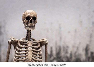 Dark Human skeleton model with skull and rib cage on textured abstract weathered grey old concrete wall background with copy space.